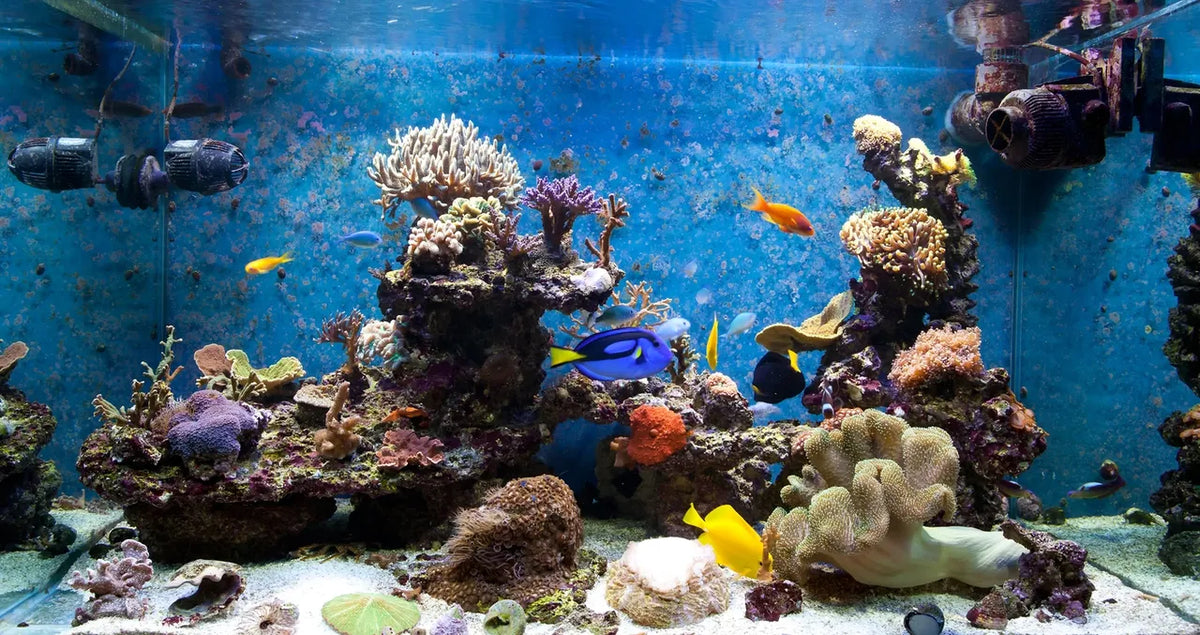 Cycling Your Aquarium