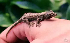 Common Mistakes New Lizard Owners Make (And How to Avoid Them)