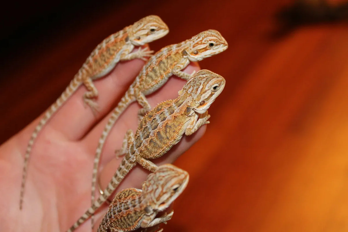 Best Pet Lizards for Beginners (UK-Friendly Species)