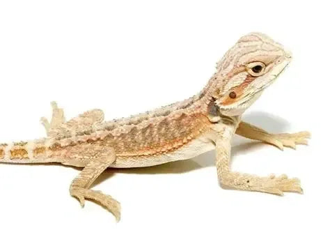 Beginner’s Guide to Keeping Lizards in the UK