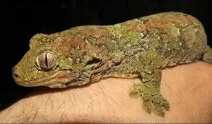 Things That Are Bad for Pet Lizards (UK Reptile Care Guide)