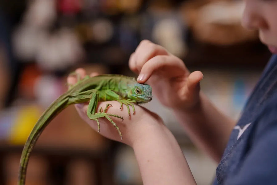 Essential Tips for Caring for Exotic Pets