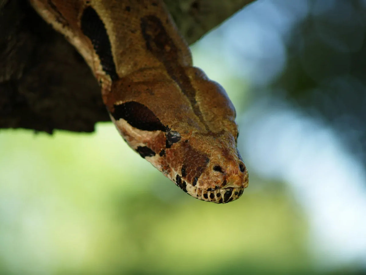 Things That Are Bad for Pet Snakes (UK Snake Care Guide)