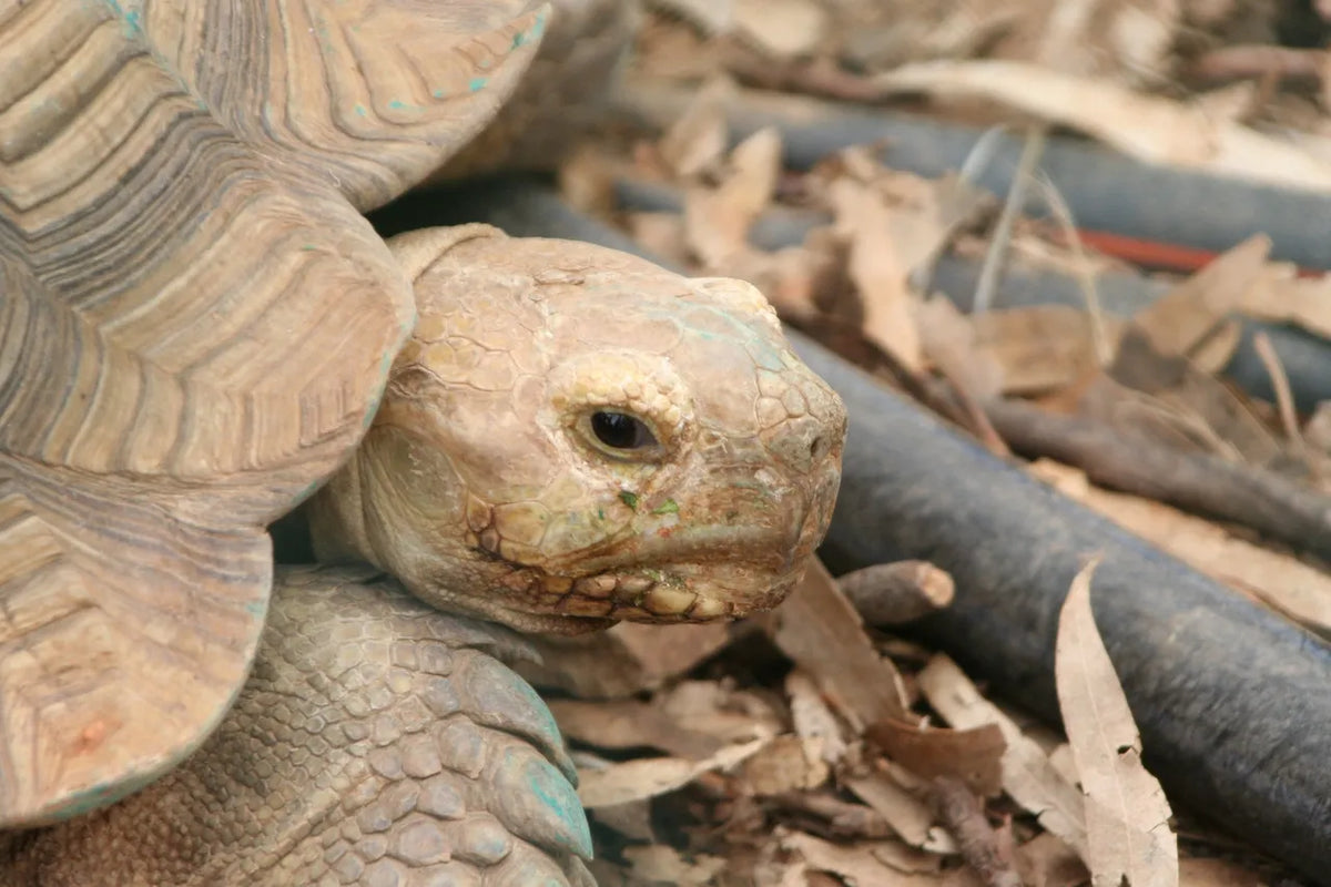 Hibernating Tortoises