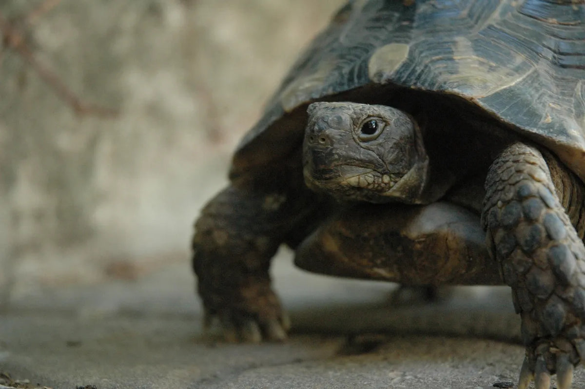 Beginner Tortoise Care Guide