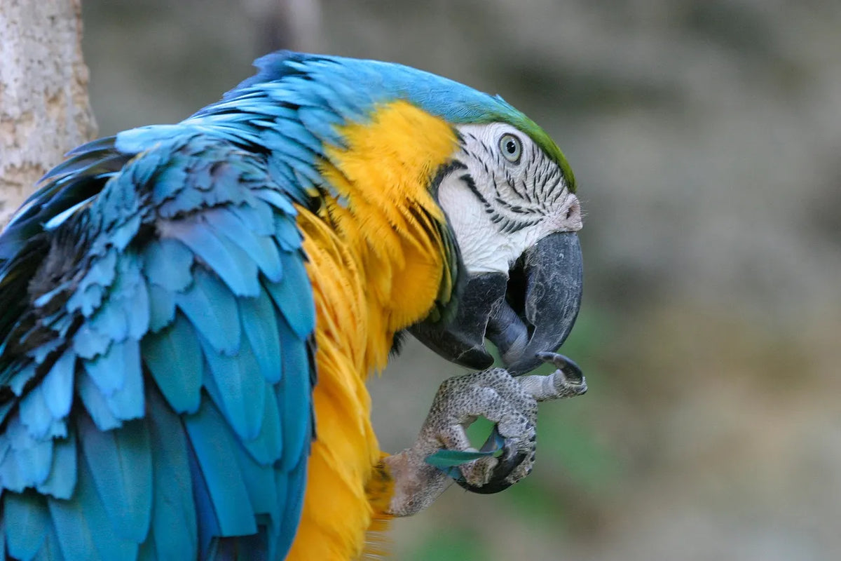 Bird Feeding: A Whole-Food Approach