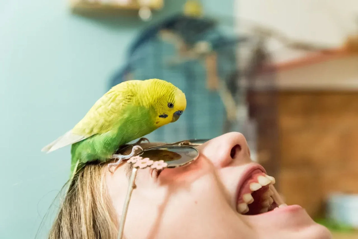 Essential Tips for Choosing the Perfect Pet Bird