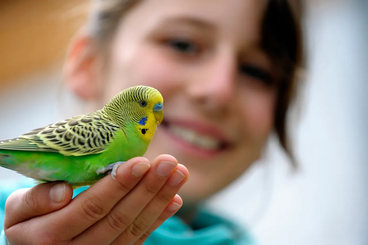 Things That Are Bad for Pet Birds (UK Guide)