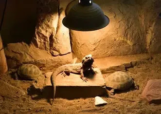 Correct UVB Lighting for Lizards Explained Simply