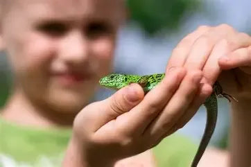 Are Lizards Good Pets for Children? (UK Family Guide)