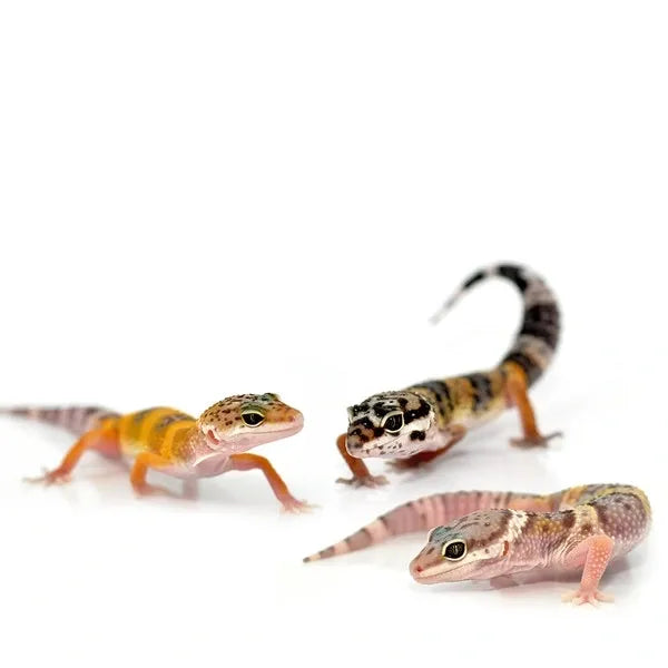 What to Know Before Buying a Lizard (UK Buyer’s Guide)