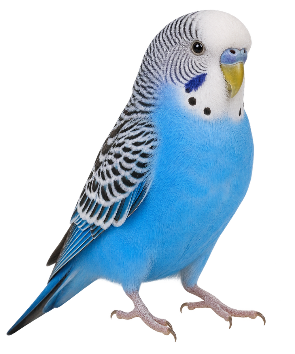 Budgie -Parent reared not tame