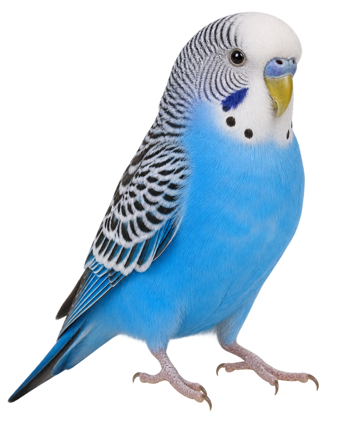 Budgie -Parent reared not tame