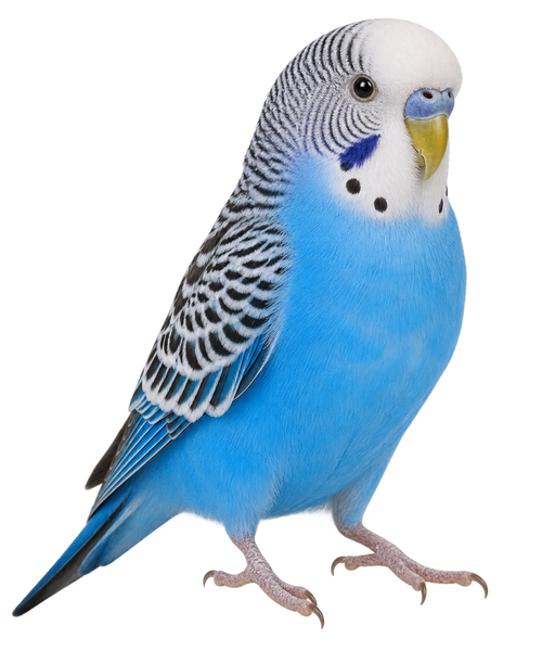Budgie -Parent reared not tame