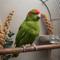 Green kakariki