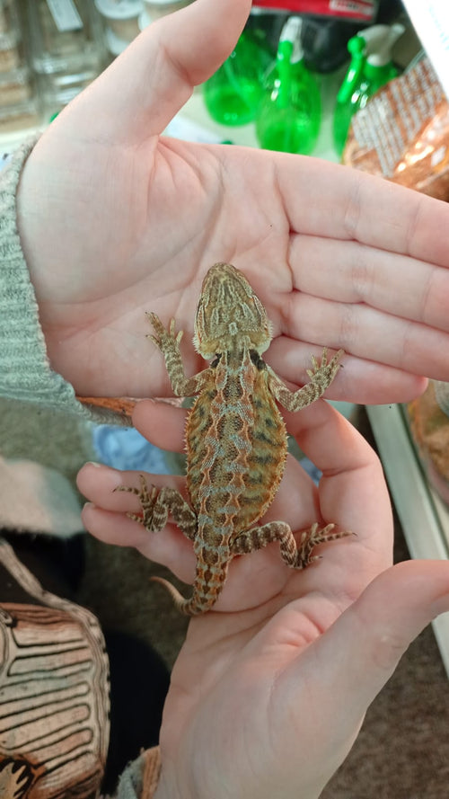 Bearded Dragon