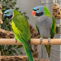 Lord Derbyan Parrot