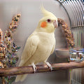Lutino Cockatiel  - Parent Reared not Tame