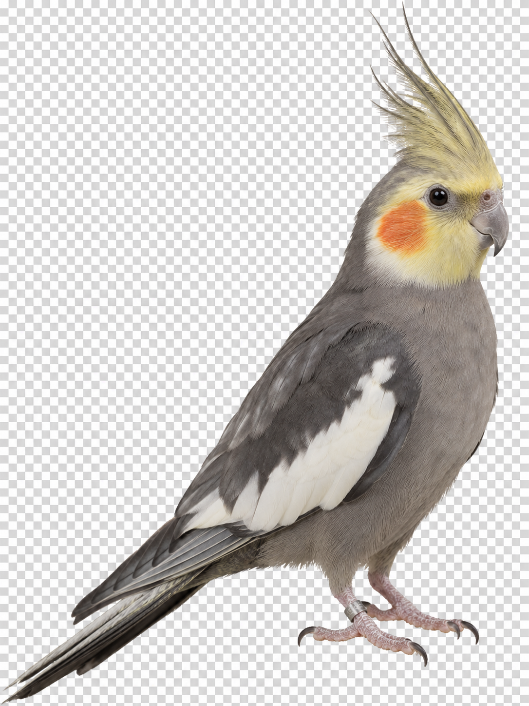 Grey Cockatiel - Parent Reared Not tame