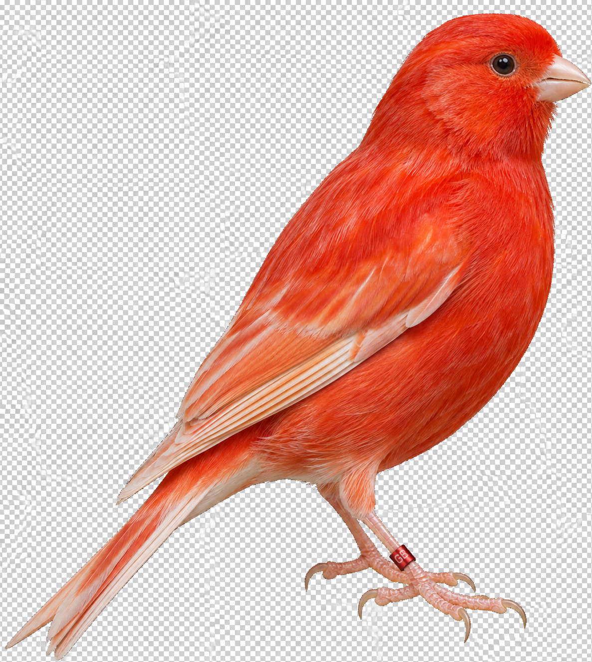 Red Factor Canary