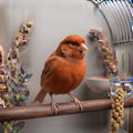 Red Factor Canary