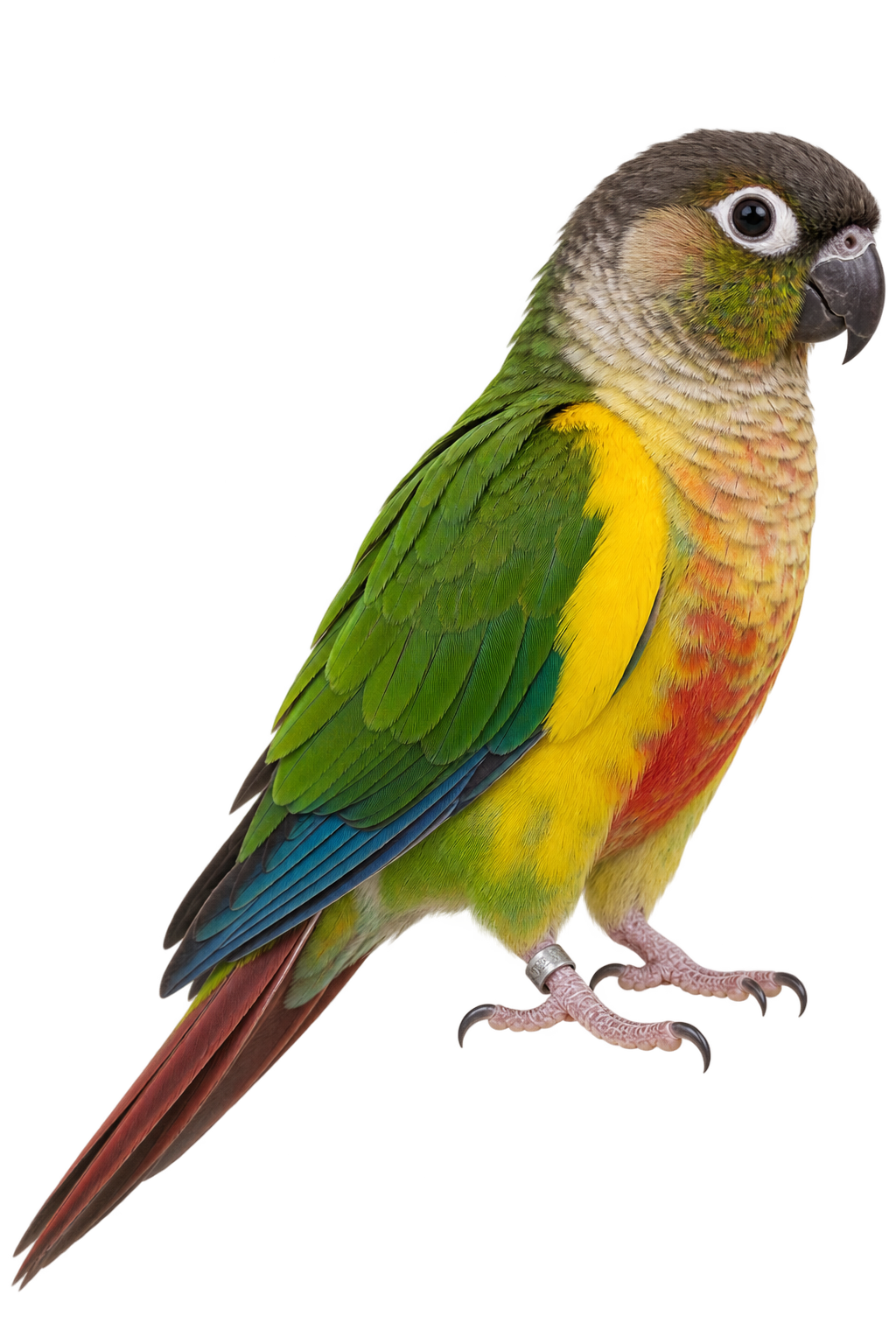 Yellow Sided Conure