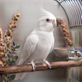 Cockatiel - Albino - Parent Reared not Tame