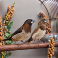 Bengalese finches