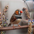 Zebra Finch
