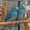 Blue Kakariki
