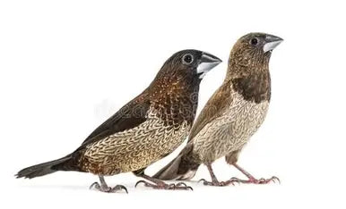 Bengalese finches