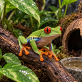 Red Eye Tree Frog