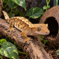 Crested Gecko