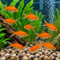 Gold Fish