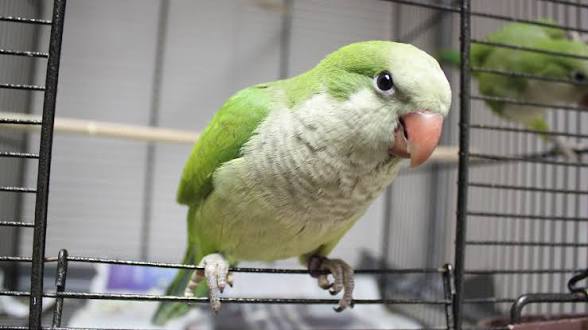 Hand Tame Green quaker