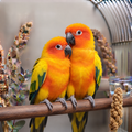 Hand Reared Sun Conure 12 weeks Old